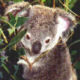 Koala6