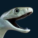 Cobra