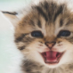 KittenMeow